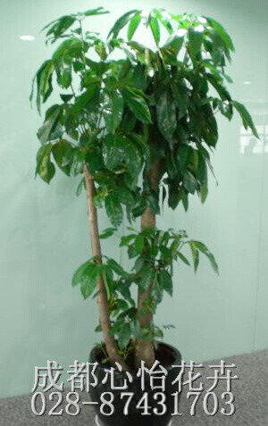 成都綠植租擺品種